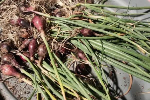 小葱是拔下来还是割下来，用割的方法采收能让其再生