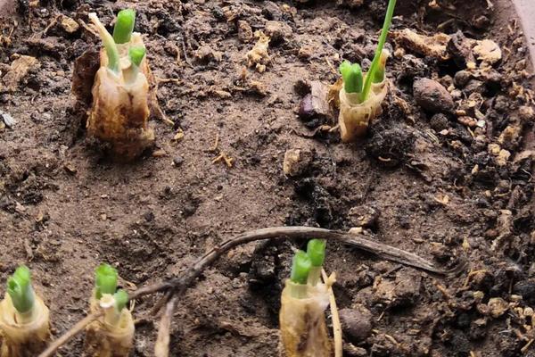 小葱是拔下来还是割下来，用割的方法采收能让其再生