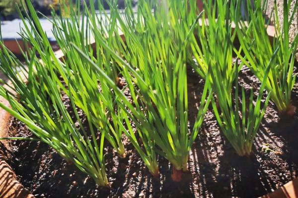 小葱是拔下来还是割下来，用割的方法采收能让其再生