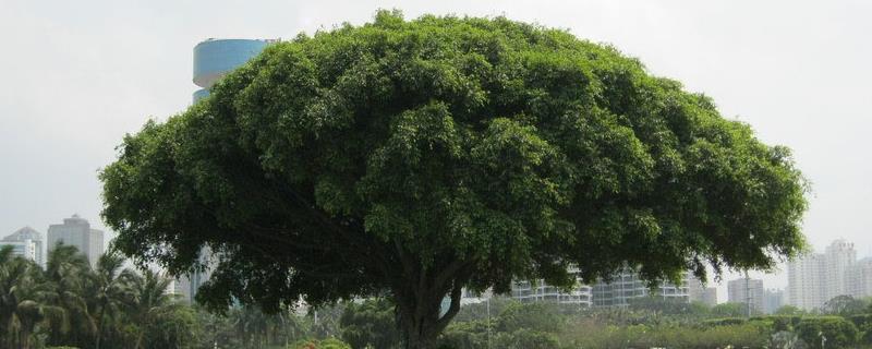 为什么榕树不能种家里,迷信的说法是榕树种家里不吉利