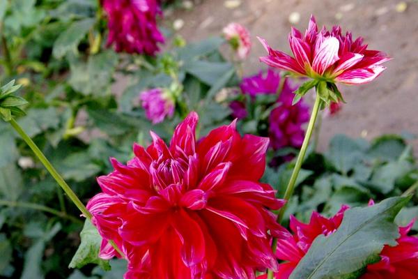 北方地区地瓜花冬天怎么过冬，茎杆枯萎后及时剪掉地面部分