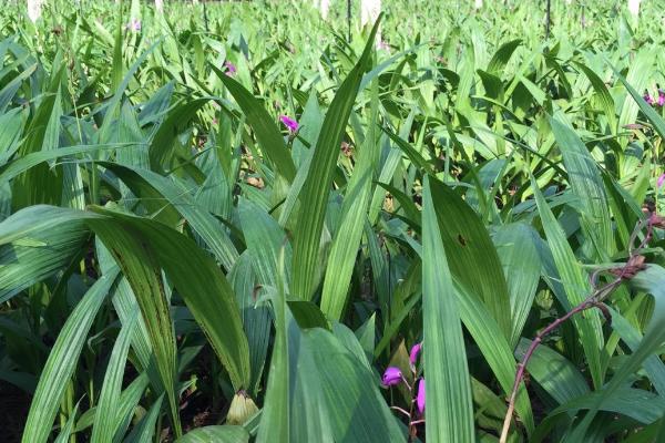 白芨的市场价格是多少，在40-45元左右每斤