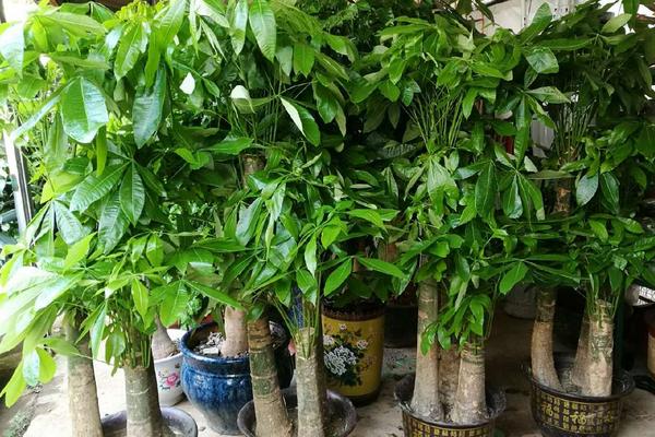 富贵树的养殖方法，在15℃-30℃的温度条件下生长最佳