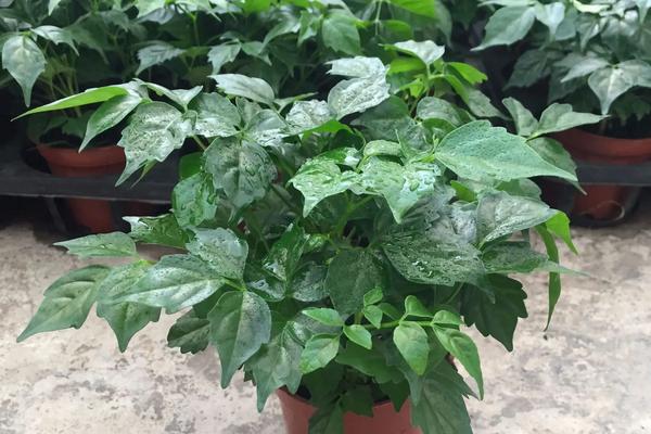 富贵树的养殖方法，在15℃-30℃的温度条件下生长最佳