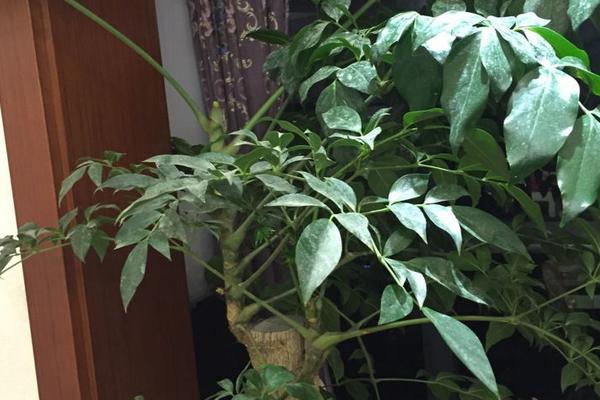 富贵树的养殖方法，在15℃-30℃的温度条件下生长最佳