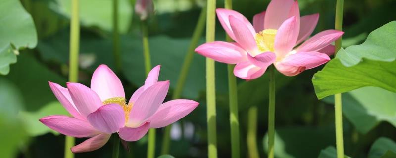 夏天开的花有哪些，常见的有荷花、茉莉花、向日葵等