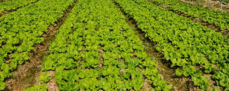 菜苗移栽后蔫了怎么办，先要找准原因