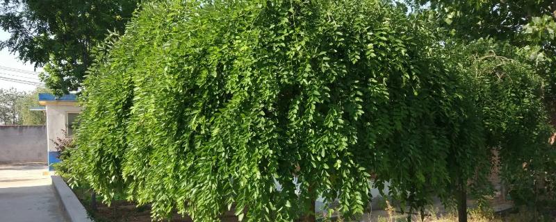 龙爪槐叶子发黄的原因，可能是光照过烈或水分过量等