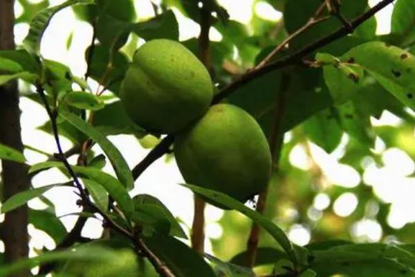 木瓜种子的播种方法，挖穴后可进行撒播