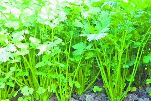 适合白露种植的蔬菜，适合种小白菜、上海青、菠菜等