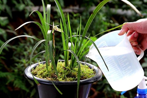 南方夏天如何养兰花，将兰花养护在通风透气的地方