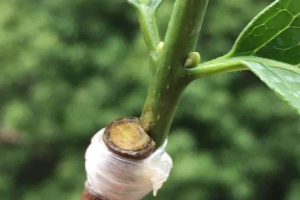 腊梅春天什么时间嫁接，春季是嫁接的最好时期