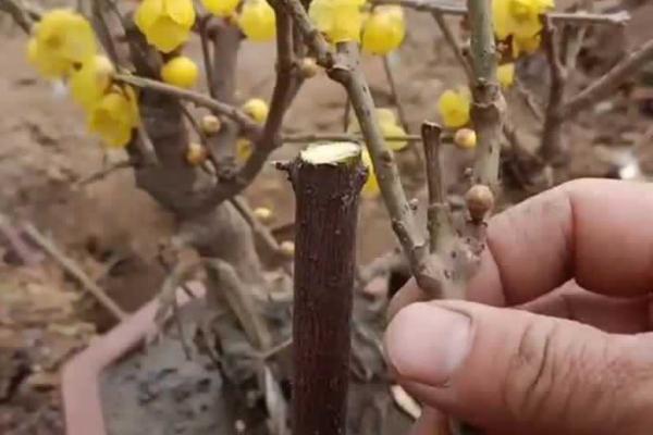 腊梅春天什么时间嫁接，春季是嫁接的最好时期