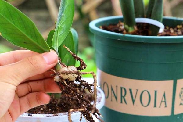 金钱树的繁殖方法，可分株繁殖也可扦插繁殖