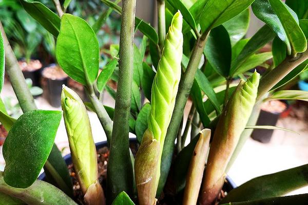 金钱树的繁殖方法，可分株繁殖也可扦插繁殖