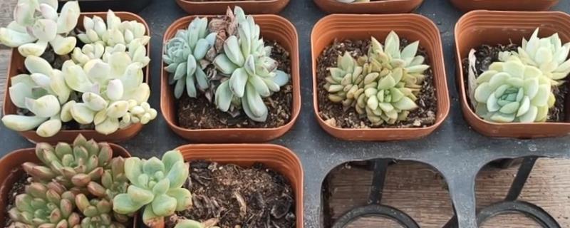 多肉砍头后怎么处理，千万不要立刻浇水施肥