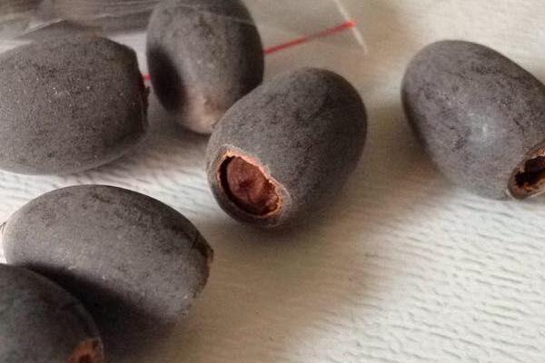 睡莲种子的剪口方法，凹点用老虎钳子等工具夹开即可