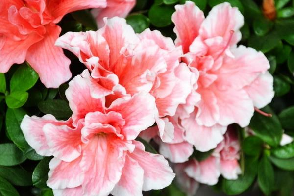 什么花卉植物不能采，常见的有滴水观音、百合花、夹竹桃等