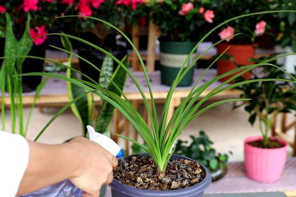 兰花什么时候分株好，选择在春秋季进行