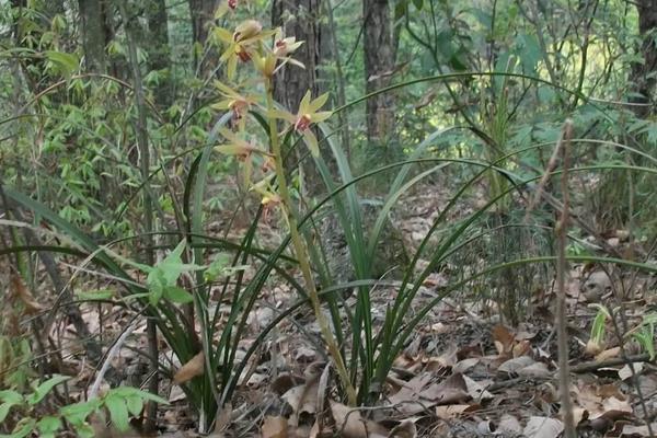 野生兰花的种植方法，春夏秋三季都要进行遮阴处理