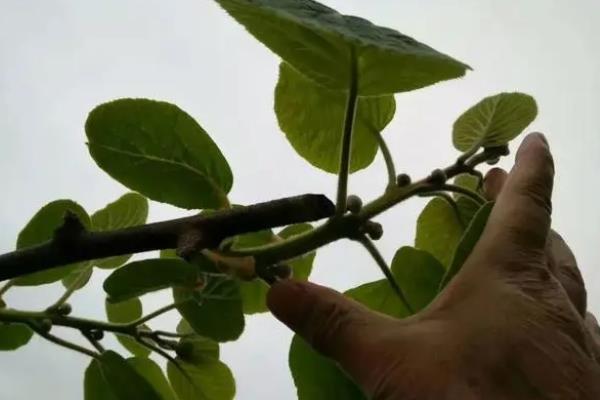 果树的修剪方法，可短截、摘心、疏剪或缓剪