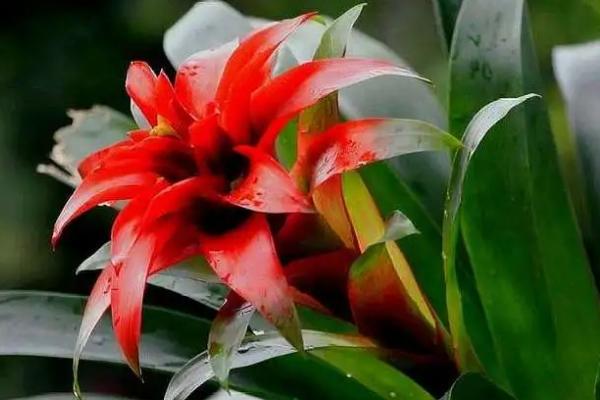 鸿运当头的浇水方法，最好选择在早上浇水