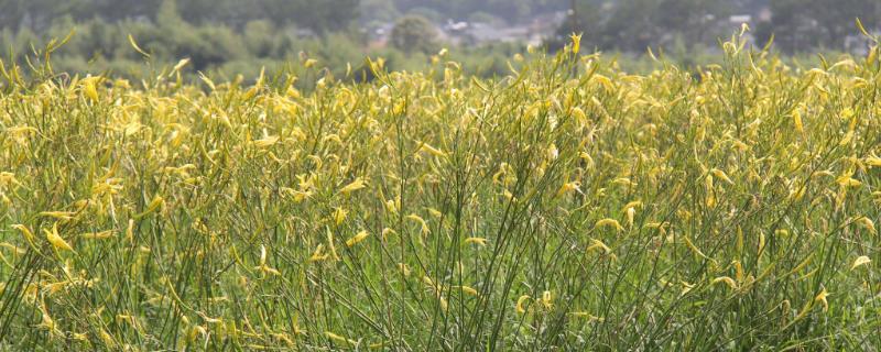 黄花菜的养殖方法，要求施足冬肥