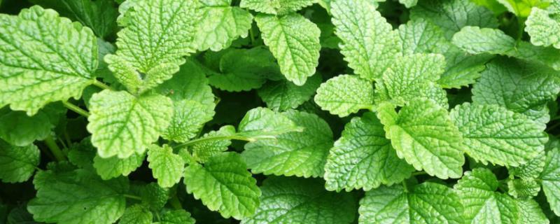 薄荷长高了怎么修剪，可对其进行摘心和打顶处理