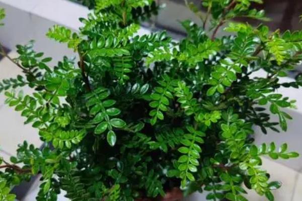 清香木驱蚊草能驱蚊吗，有独特的气味是可以驱蚊的