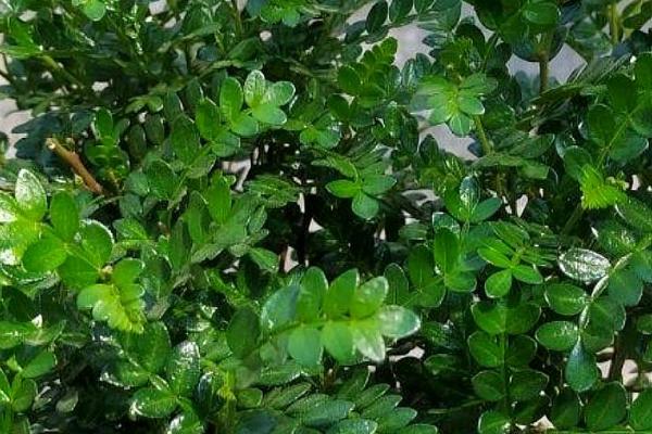 清香木驱蚊草能驱蚊吗，有独特的气味是可以驱蚊的