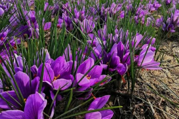 藏红花的栽培技术，栽培时间在每年的秋季