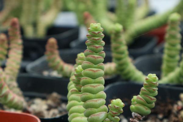 钱串子会不会开花，4-5月份为开花期