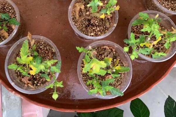 木槿的扦插时间，3-4月份扦插最佳