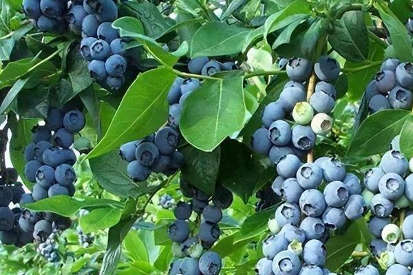 蓝莓树的种植要点，建议选择三年生果苗作为基质