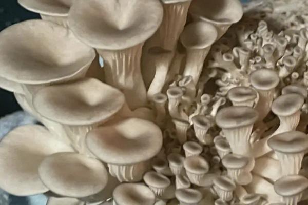 蘑菇的种类，常见这10种