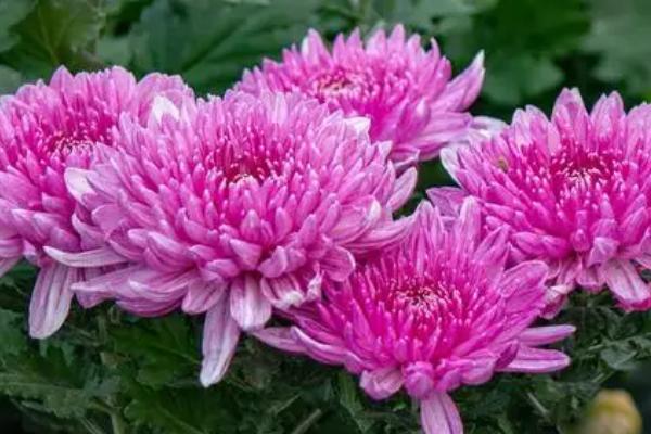 菊花有什么颜色，有黄色、白色、紫色、绿色等