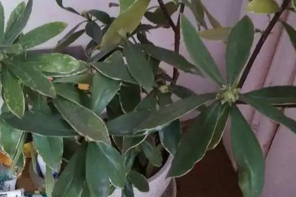 花叶子上有油汗怎么处理，数量少的话可以用毛巾擦拭叶片