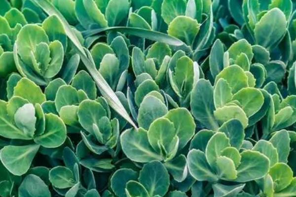 花叶子上有油汗怎么处理，数量少的话可以用毛巾擦拭叶片