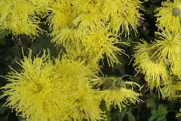 北方菊花冬天会冻死吗，养护得当菊花就不会被冻死