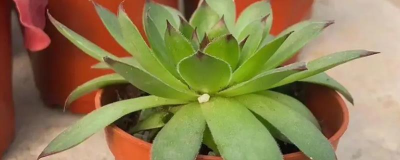 观音莲怎么养成老桩,一定要有充足的阳光