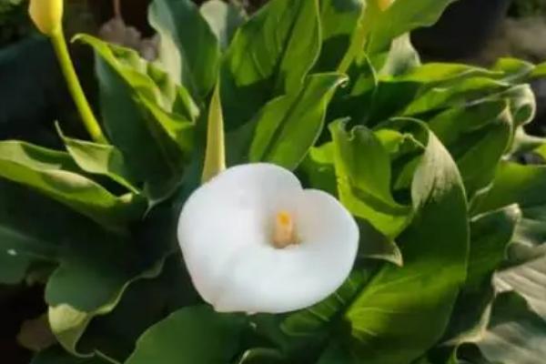 马蹄莲适合土培还是水养，二者各具优点难以比较