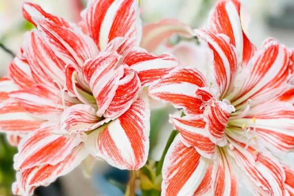 朱顶红休眠后几月份开始生长，二月开始生长