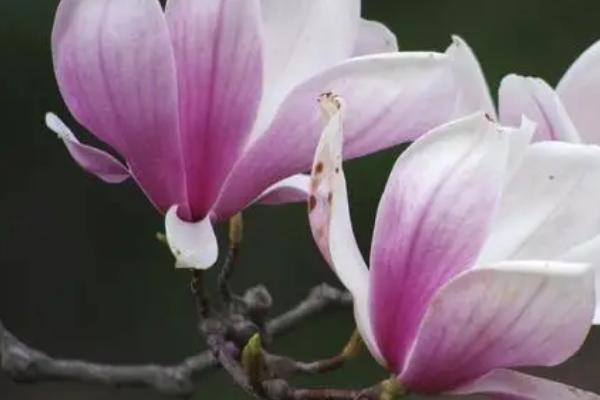 玉兰花是什么味道，香味非常浓郁