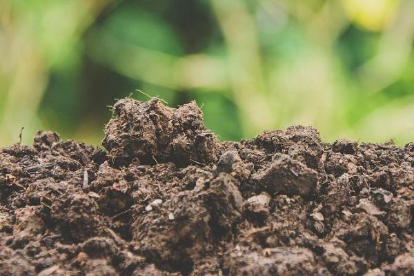 苦瓜的育苗方法，播种前需浸种