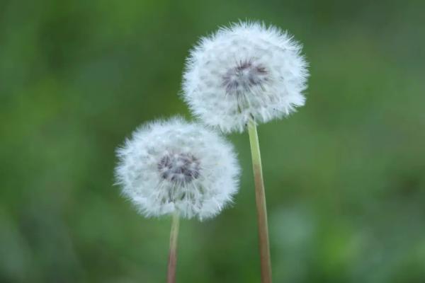 有乳汁的植物有哪些，有蒲公英、滴水观音、巴豆树等