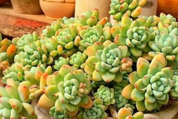 怎么养殖多肉，要保证充足的光照