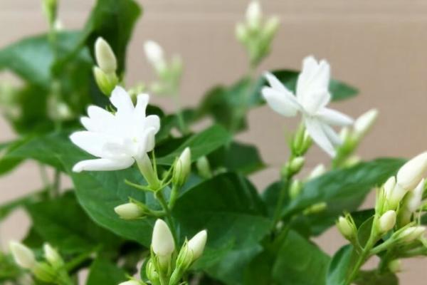 茉莉花喜欢碱性还是酸性,是喜欢酸性的花卉