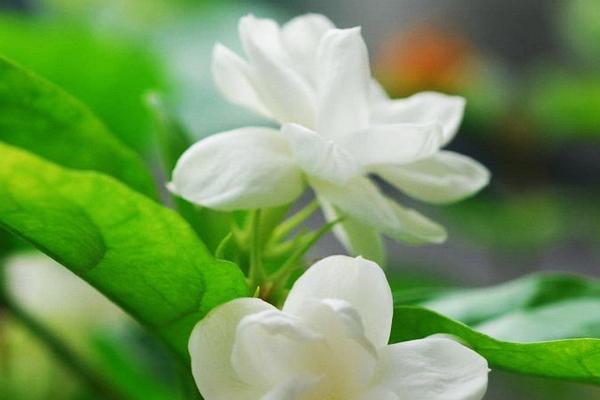 茉莉花喜欢碱性还是酸性,是喜欢酸性的花卉