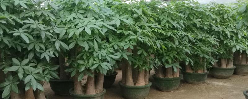 发财树夏天能换盆吗,尽量不要在夏天换盆