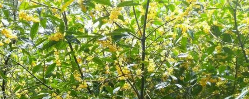 桂花树如何养殖,生长期间每隔七到十天浇一次透水